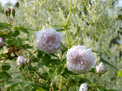 2018-06-03 Rosen 'Amélie la Bête'.jpg