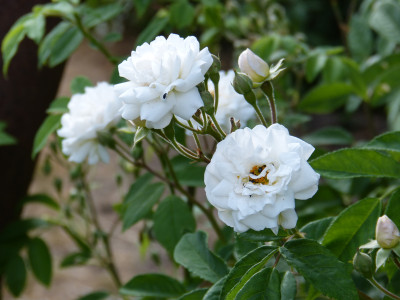 2018-06-03 Rosen 'Corsana' 1.jpg