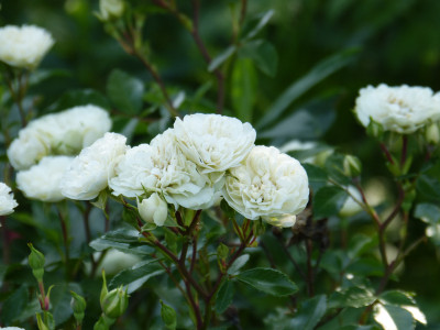 2018-06-03 Rosen 'Green Dream'.jpg