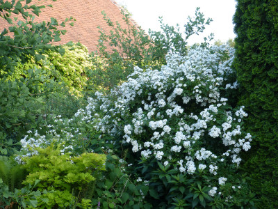 2018-06-03 Rosen 'Guirlande d'Amour' 1.jpg