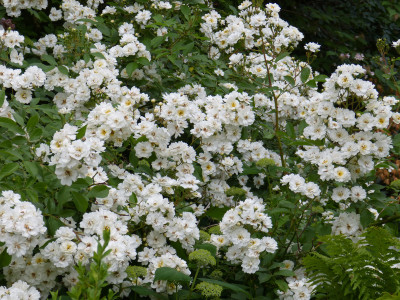 2018-06-02 Rosen 'Guirlande d'Amour' 3.jpg