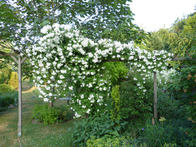 2018-06-03 Rosen 'Lykkefund' 3.jpg