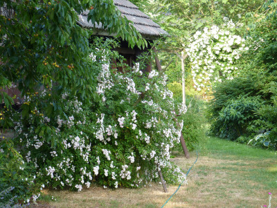 2018-06-03 Rosen 'Witzenhausen' 1.jpg