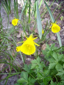 Narcissus_bulbo_08.04.07_-1.jpg