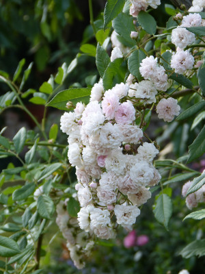 2018-06-03 Rosen 'Witzenhausen' 2.jpg