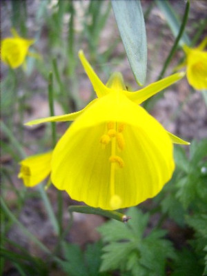 Narcissus_bulbo_08.04.07_-2.jpg