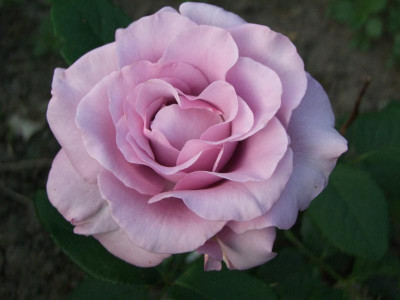 03.06.2018 21-19-28_2774.jpg