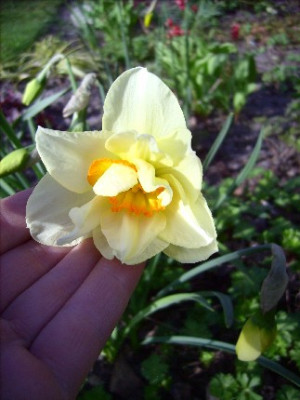 Narcissus_Flower_Drift_08.04.07.jpg