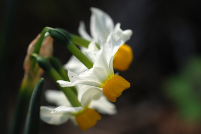 Frohes-Osterlaeuten-k.jpg
