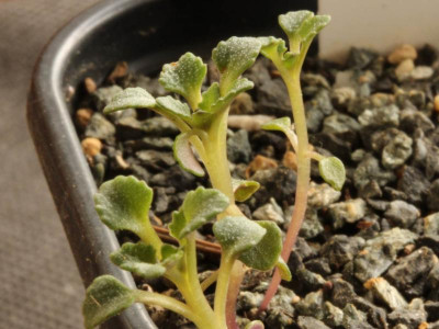 Seedling Notothlaspi rosulatum  02.06.18.png