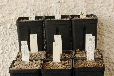 Seedling Notothlaspi rosulatum +2 x  Paraquilegia 03.06.18.jpg