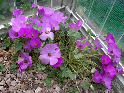 Tarasa humilis 25.05.18.JPG