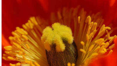 Innenmohn.jpg