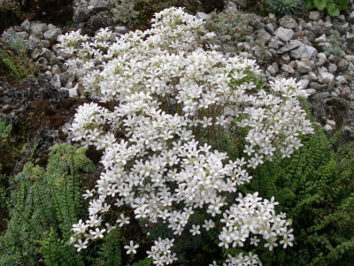 Saxifraga 01.06.18.JPG