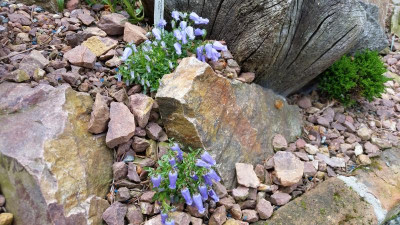 Campanula zoysii.jpg