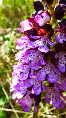 Purpurkabenkraut (Orchis pururea) (7).jpg