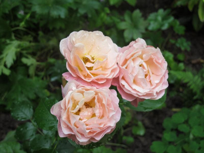 mariecurie18.img.JPG