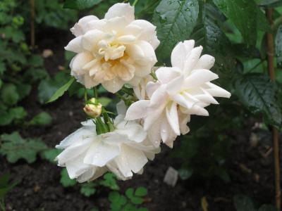 lionsrose18.img.JPG
