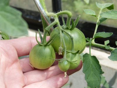 2018-06-04 Tomaten 'Kumato'.jpg