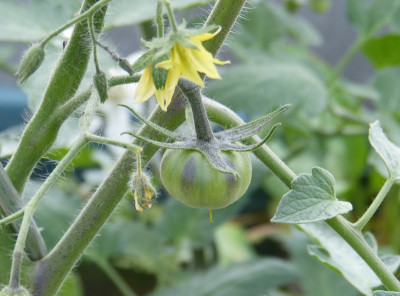 2018-06-04 Tomaten 'Lucid Gem'.jpg