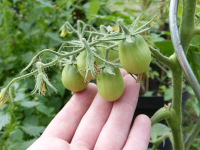 2018-06-04 Tomaten 'Japanese Black Trifele'.jpg