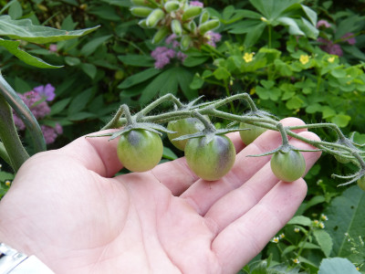 2018-06-04 Tomaten 'Blueberry'.jpg