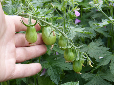 2018-06-04 Tomaten 'Goldtropf'.jpg