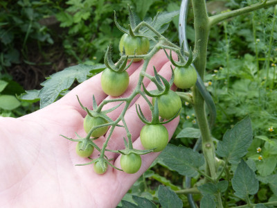 2018-06-04 Tomaten 'Mexikanische Honigtomate'.jpg