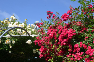 Rose-ClimbingAlberich.18-1.jpg
