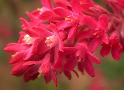 Ribes_Sanguineum__P_32929.jpg