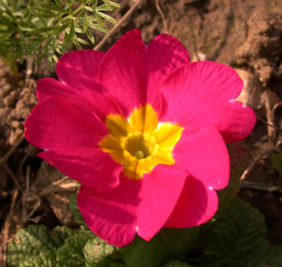 Farbtupfer_Primel__K_32865.jpg