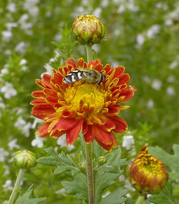 Aster_mit_Besuch_1-klein-8.jpg