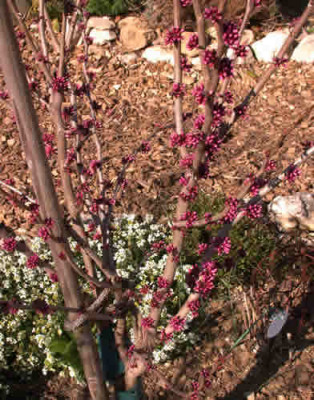 Judasbaum_Avondale_mit_Blueten__R_32831.jpg