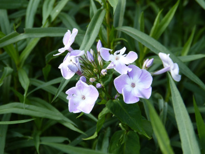 2018-06-04 Phlox.jpg