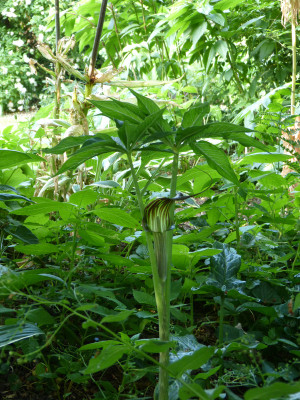 2018-06-03 Arisaema ciliatum   var. liubaense.jpg