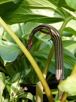 2018-06-04 Arisaema fargesii.jpg