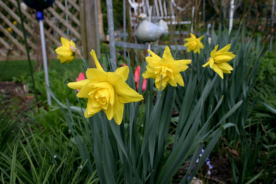 Narzissen1007.jpg