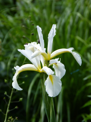 2018-06-04 Iris ochroleuca 'Frigia'.jpg