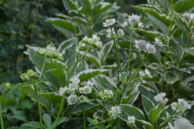 Astrantia-StarofBillion.17-1.jpg