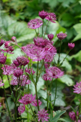 Astrantia-Claret.14-1.jpg