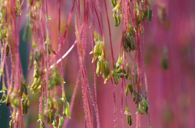 Acer_1_08-04-2007.jpg