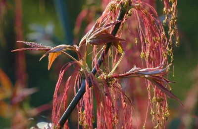 Acer_2_08-04-2007.jpg