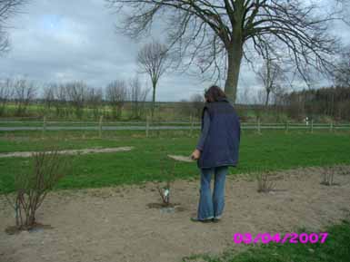erste_Rosen_im_Rosenpark_Kopie.jpg