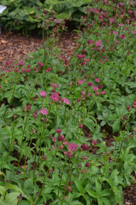 Maubach-Astrantia_major-GünterUrspruch.16-1.jpg
