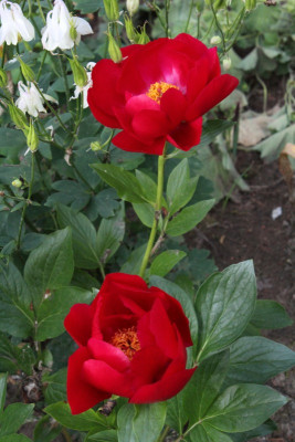 IMG_4490ß.jpg