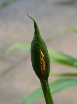 2018-06-05 Spathantheum orbignyanum.jpg
