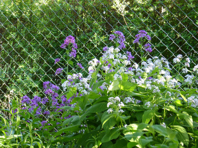 2018-04-29 Lunaria.jpg