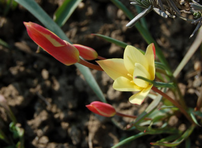 Wildtulpe_kaufmanniana_S1_0747_95.jpg