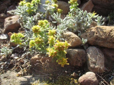 Teucrium polium aureum 20180604_01.JPG