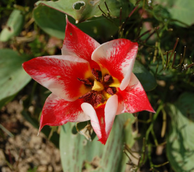 Wildtulpe_Czaar_Peter_S5_0776_89.jpg